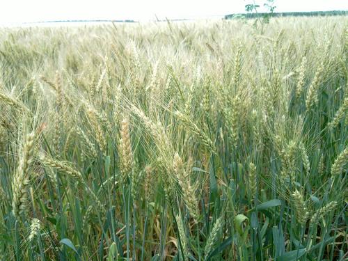 3d/06 - labība jau sabriedusi