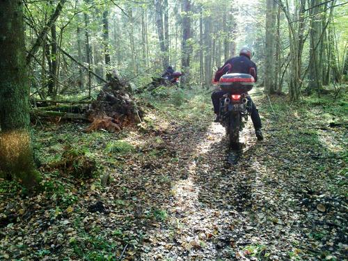 1d/05 - Moto rudens meža gaismās