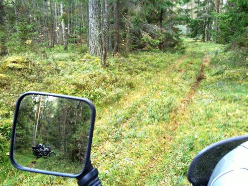 2d/03 - Meža ceļā