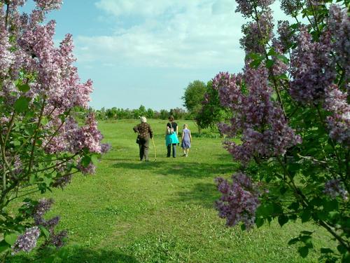 Ceriņu trakums Dobelē