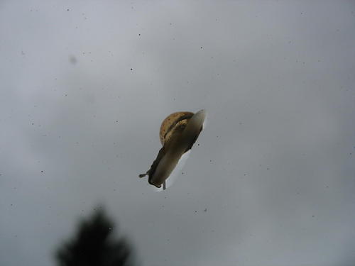 Lidojošais gliemezis