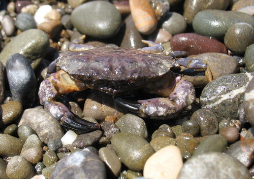 5d/08 - Melnās jūras krabis