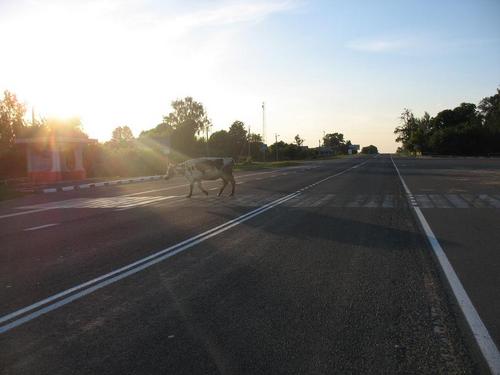 7d/02 - Govju pāreja