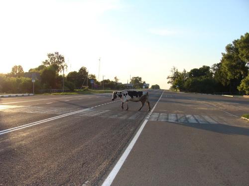 7d/03 - Kultulārā govs