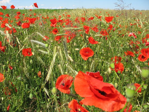 Magones smukās kā nezāles