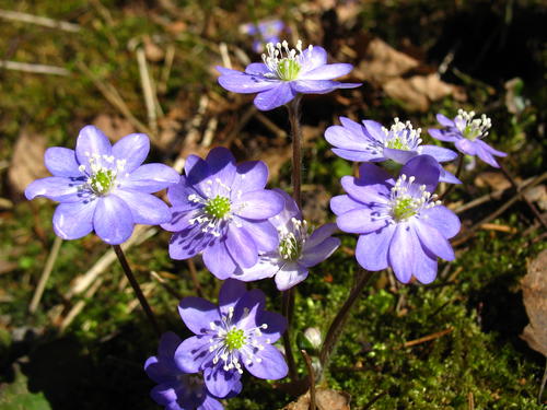 Hepatica nobilis